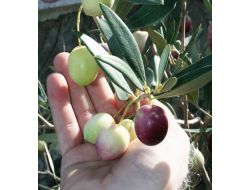 Kapıdağ Bölgesinde Zeytin Tavan Fiyatları Belli Oldu