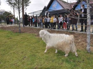 Pursaklar Endemik Vadisi’ne Miniklerden Ziyaret