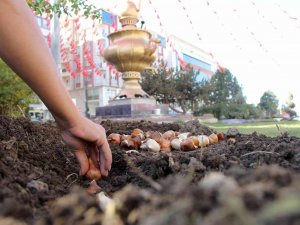 Van’da Park Ve Caddelere 120 Bin Lale Soğanı Dikildi