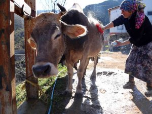 Kara Kazanda Isıttıkları Sularla İnekleri Bebek Gibi Yıkıyorlar