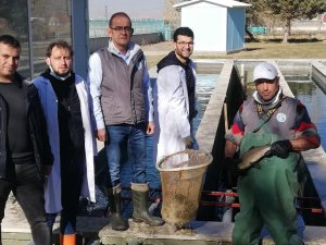 Atatürk Üniversitesi Balık Üretim Çiftliğinde Balık Sağımı Dönemi
