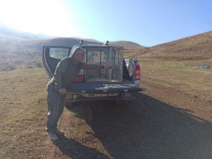 Jandarma Tarafından Bulunan Tilki, Doğal Ortamına Bırakıldı