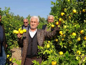 ’Limon Kooperatif Marketlerinde Satılsın’ Çağrısı