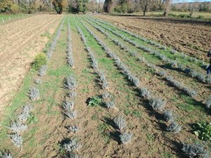 Sinop’ta İlk Defa Ekildi, Verimi Yüz Güldürdü