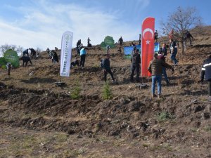 Çorum’da 10 Bin Fidan Toprakla Buluştu