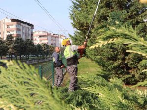 Samsun’u Süsleyen Ağaçlara Kış Bakımı