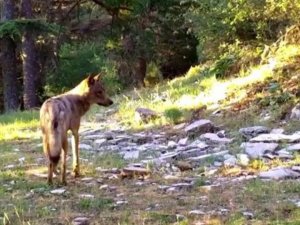 Akdeniz’in Yaban Hayatı Fotokapan Görüntülerine Yansıdı