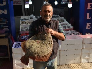 Kalkan Balığı Altınla Yarışıyor: Kilosu 250 Lira