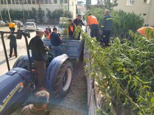 Mut’ta Üreticiye Bin 640 Badem Fidanı Dağıtıldı