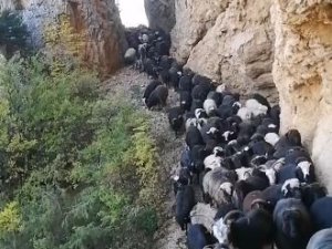 Artvin’de Sürü Sahiplerinin Zorlu Coğrafyayla Mücadelesi Görüntülendi