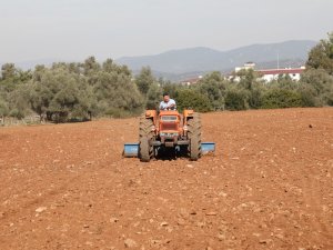 Bodrum Belediyesi Karakılçık Buğdayı Ve Kanola Tohumlarını Toprakla Buluşturdu