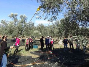 Hem Zeytinciliği Öğreniyorlar, Hem De Zeytinyağı Ve Zeytin Üretiyorlar