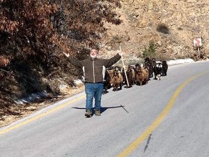 Jandarma Kaybolan Keçileri Dronla Buldu