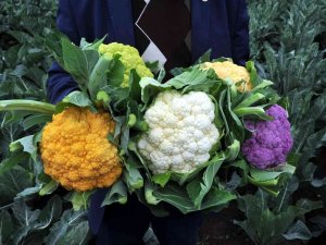Karnabaharlar Renklendi, Talebe Yetişemiyorlar