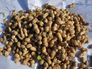 Gübreden Ve Sudan Tasarruf İçin Mısır Yerine Yer Fıstığı