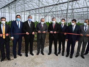 Bakan Yardımcısı Tunç, Osb’de Kurulan Muz Serasının Açılışını Yaptı