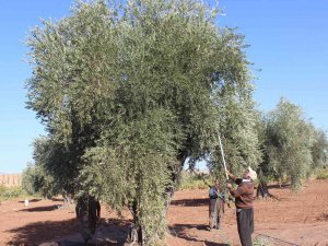 Zeytin Hasadına Yağmur Engeli