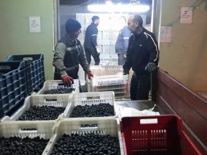 Erdek’in Zeytini Yok Satıyor