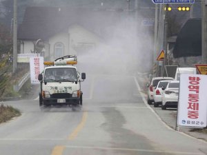 Güney Kore’de Kuş Gribi Salgını: 24 Bin Ördek İtlaf Edilecek