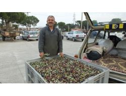 Zeytinde İlaçlama Yağda Kaliteyi Arttırdı