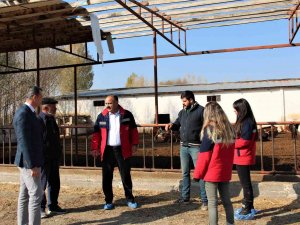Iğdır’da Hayvan İşletmeleri Ziyaret Ediliyor