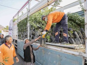 Mersin Büyükşehir Belediyesinden Üreticiye Badem Fidanı Desteği