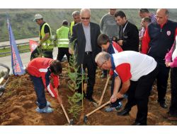 Altınordu Fidan Dikti