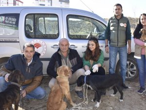 Hayvan Hastalıklarıyla Mücadelede Yeni Uygulama ’Mikroçip’