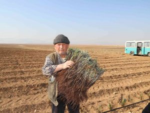 Konya Büyükşehir Üreticiye Lavanta Desteğini Sürdürüyor