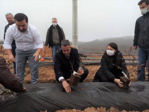 Bilecik’te 15 Bin Adet Yaban Mersini Dikimi Gerçekleştirildi
