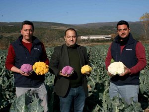 Renkli Karnabaharlar Hem Göze, Hem Mideye Hitap Ediyor