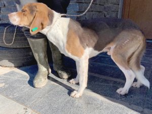 Yaralı Köpeğe Büyükşehir Şefkati