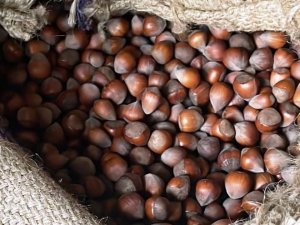 Fındık Fiyatları Yükselişte