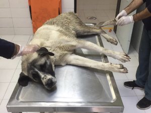 Elazığ’da Yaralı Köpeğe Fü Sahip Çıktı