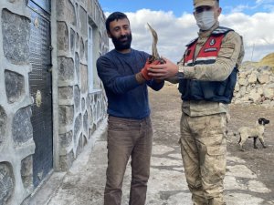 Nesli Tükenmekten Olan Yaralı Küçük Balaban Kuşu Tedavi Altına Alındı
