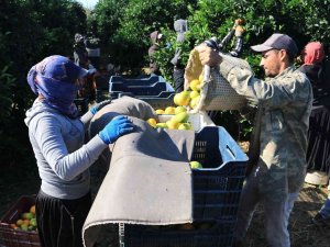 Günlük 124 Liraya Çalışacak Tarım İşçisi Bulamıyorlar