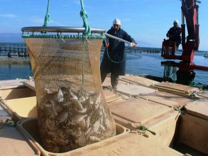 Muğla’dan 54 Ülkeye 453 Milyon Dolarlık Balık İhracatı