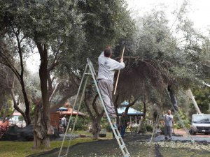 Dokumapark’ta Zeytin Hasadı Başladı