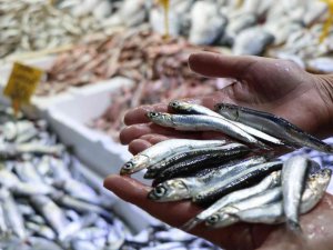 Balıkçılar Şaşkın: Ucuz Balığa İlgi Yok