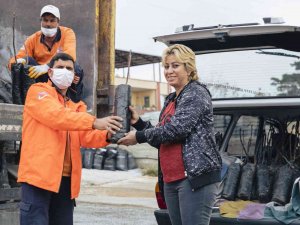 Büyükşehir Belediyesi 638 Üreticiye 19 Bin 690 Ceviz Fidanı Dağıtıyor