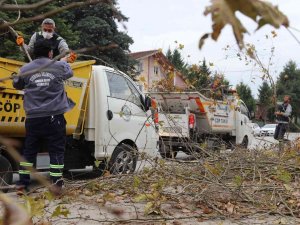 Serdivan Belediyesi’nden Sonbahar Mesaisi