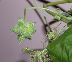 İtdolanbacı-Hambostan'a Karşı 4 İlde Çalıştay Düzenlendi