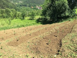 40 Yıl Avrupa’da Yaşadı, Memleketine Dönüp Aronya Bahçesi Kurdu