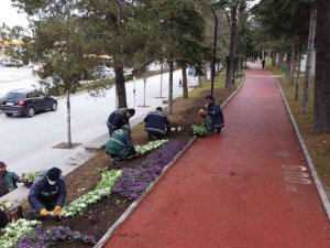 Çorum 150 Bin Lale Ve Sümbülle Donatıyor