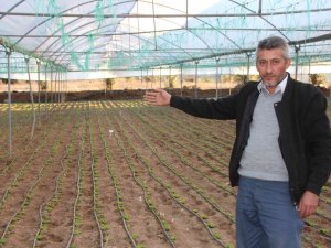 Türkiye’nin Yüzde 50 Marul İhtiyacını Bu Bölge Sağlıyor