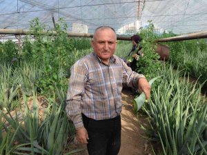 Sebzeden Yeterli Parayı Kazanamayınca Serasında Aloe Veraya Yöneldi