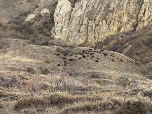 Doğa Fotoğrafçısı, Karşılaştığı Sürü İle Neye Uğradığını Şaşırdı