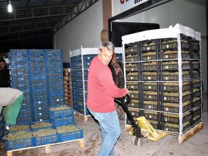 Elazığ’dan 8 Ülkeye 3 Bin Ton Üzüm İhracatı