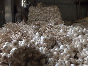 Pandemide Gramla Satılan Taşköprü Sarımsağı, Bu Yıl Depolarda Kaldı