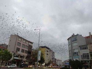 Tekirdağ’da Kargalar Gökyüzünü İstila Etti